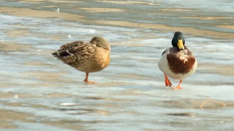 Couple of ducks on the verge of spring b Stock Footage 73483564