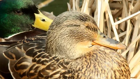 A couple of ducks on the verge of spring A Stock Footage 73483597