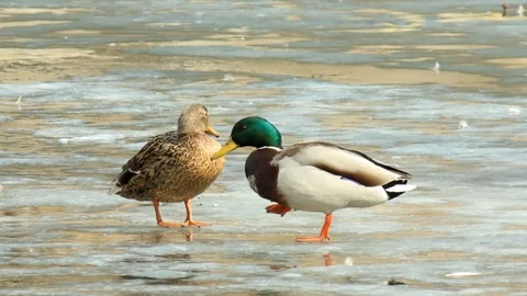 Couple of ducks on the verge of spring Stock Footage 73483631