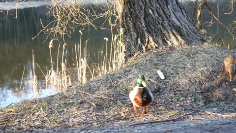 Couple of Ducks walking to cam Stock Footage 139721822