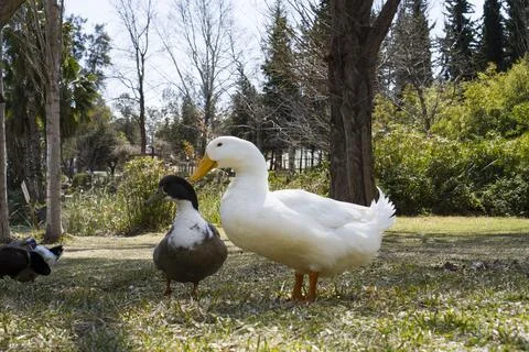 A couple of ducks were caught in the frame. Stock Photos