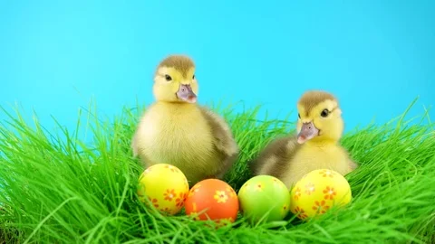 Couple of Easter ducklings, moves, looking in camera and quacks Stock Footage 72736170