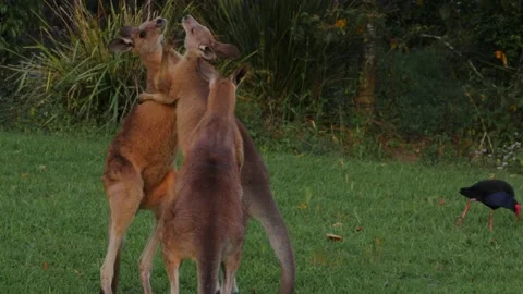 Couple Of Eastern Grey Kangaroo Punching And Fighting While The Other Stock Footage 141710464
