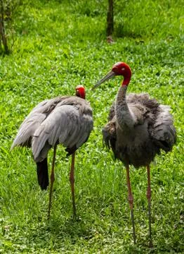 Couple eastern sarus crane Stock Photos
