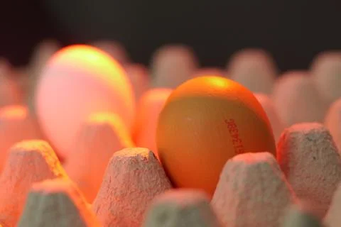 Couple of eggs of different tones Stock Photos