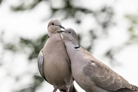 Couple of Eurasian collared dove or Streptopelia decaocto in love on the green Stock Photos