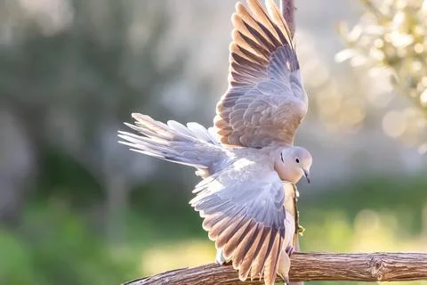 Couple of Eurasian collared dove or Streptopelia decaocto in love on the green Stock Photos