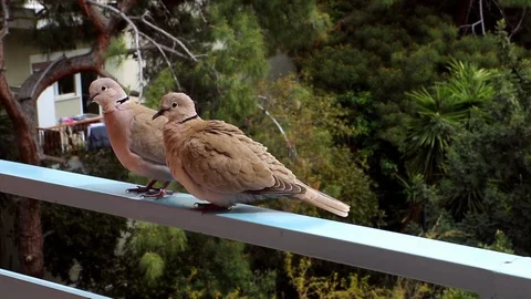 A Couple Of Eurasian Collared Doves in the city Stock Footage 127565150