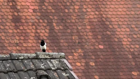 A couple of Eurasian magpies having an argument on a rooftop. Arguing birds Stock Footage 76796957