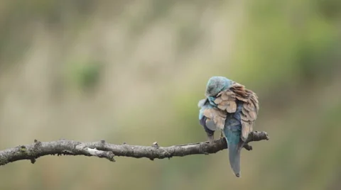 Couple of European rollers perching on a branch in front of the nest. Vídeos de archivo 51719488
