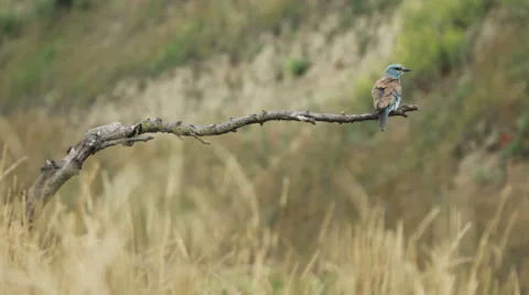 Couple of European rollers perching on a branch in front of the nest. Vídeos de archivo 51719573