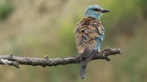 Couple of European rollers perching on a branch in front of the nest. Stock Footage 51719691