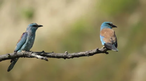 Couple of European rollers perching on a branch in front of the nest. Vídeos de archivo 51719864