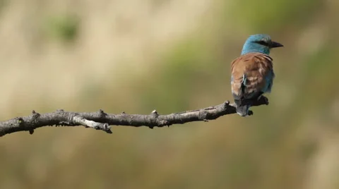 Couple of European rollers perching on a branch in front of the nest. 库存影片 51719968