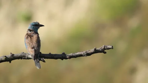 Couple of European rollers perching on a branch in front of the nest. Vídeos de archivo 51720497