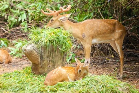 Couple of fallow deer Stock Photos