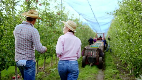 Couple farmer walking through the apple orchard analyzing something other Video stock 143652460