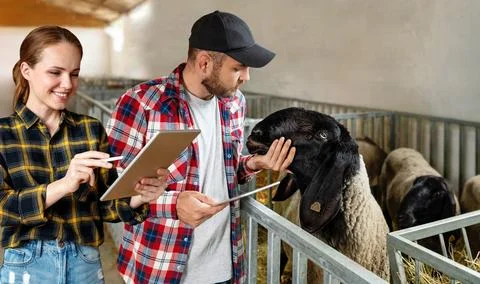 Couple of farmers with digital tablets in hands work in livestock farm. Stock Photos
