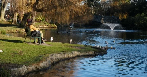 Couple feeding ducks Stock Footage 124671244