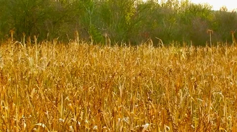Couple On The Field Of Millet Stock-Footage 52700265