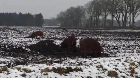 Couple of field pigs are working on the land, ploughing with their snouts Stock Footage 304374338
