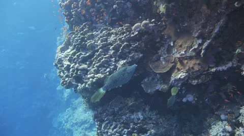 Couple of file trigger fish at the reef 库存影片 22641394