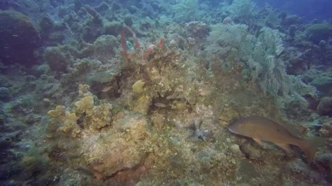 A couple of fish eat a dead fish Stock-Footage 75798974