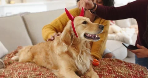Couple fitting devil horns headband on retriever while capturing moment on phone Video stock 317769614
