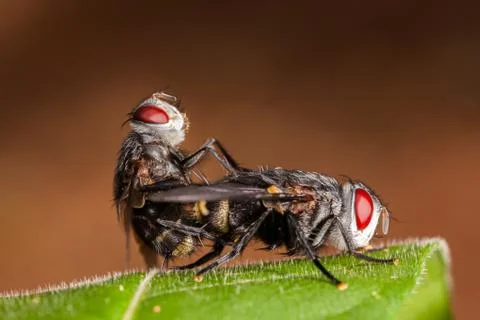 Couple flies on leaf Stock Photos