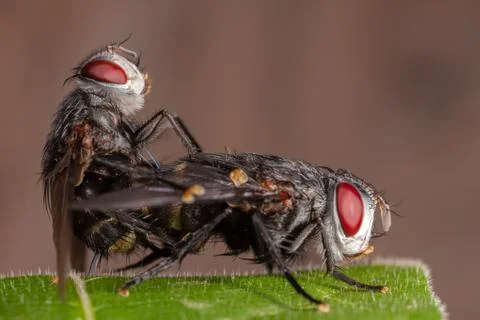 Couple flies on leaf Stock Photos