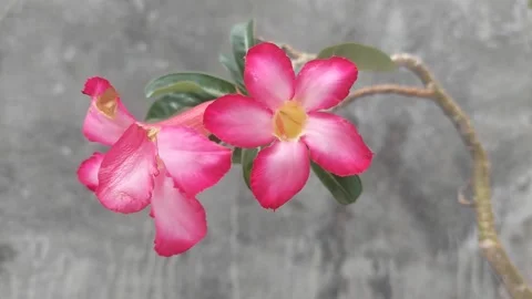 A Couple of Flowers, Closeup Video stock 295930378