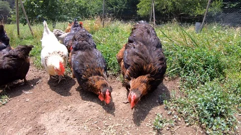 Couple of free range chickens eating seeds, grain outside Stock Footage 113483630