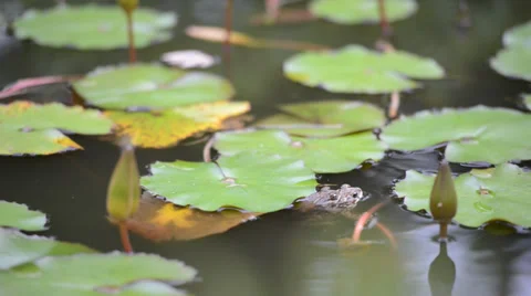 Couple frog mating 库存影片 33314637