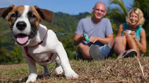 Couple with funny Dog Vídeo Stock 52458511