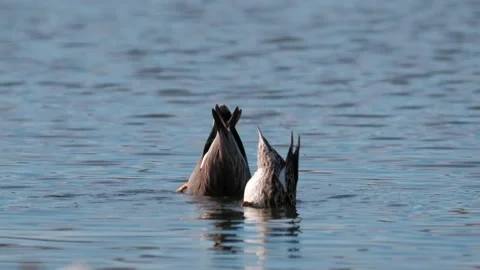 A couple of the gadwall (Mareca strepera) Stock Footage 153971216