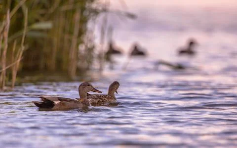 Couple of Gadwall Stock Photos