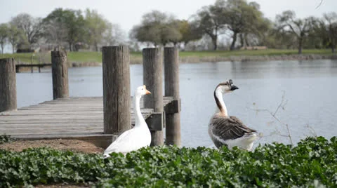 A couple of geese Stock Footage 22637040