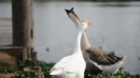 A couple of geese Stock Footage 22637052