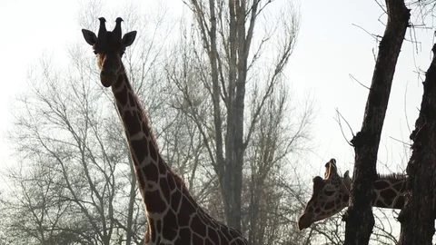 Couple Giraffes Posing Next to Tree Stem Park View 動画素材 70754451
