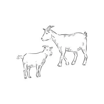 A couple of goats Illustrazione stock