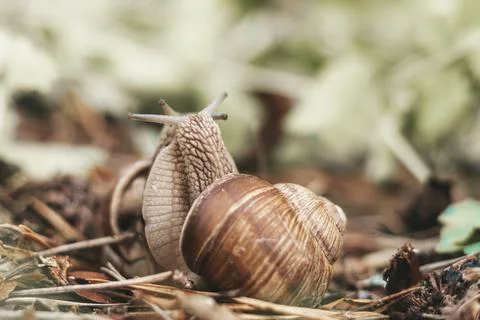 Couple of grape snails on blurred background in summer forest Stock Photos