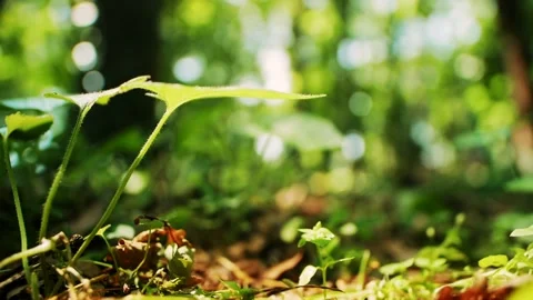 Couple of grass leaves in wind Video stock 159294884