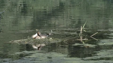 Couple of Great crested grebe doing the nest (Podiceps cristatus) Video stock 238641568