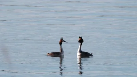 A couple of the great crested grebe (Podiceps cristatus) Stock Footage 153971265