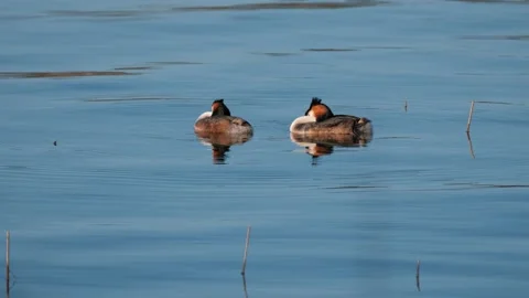 A couple of the great crested grebe (Podiceps cristatus) Stock Footage 154048831