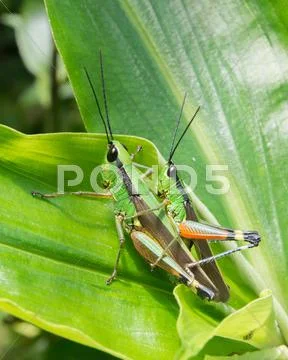 Couple of green grasshoppers on green leaf Stock Photos