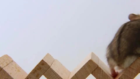A couple of hamsters are walking through wooden houses. Stock Footage 240302303