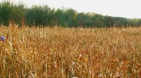 Couple Having Fun On The Field Stock Footage 52700292