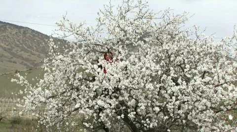 Couple having fun sitting in a tree Stock Footage 808981