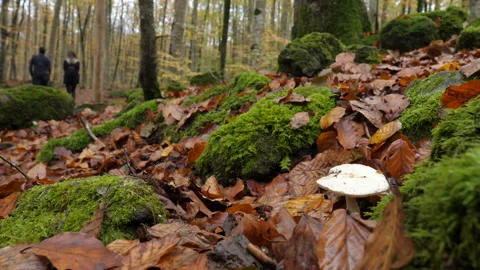Couple of Hikers Walking Through the Forest in Autumn Stock Footage 143414581